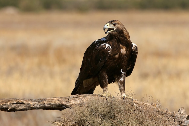 Photo aigle impérial espagnol mâle adulte sur une journée venteuse tôt le matin