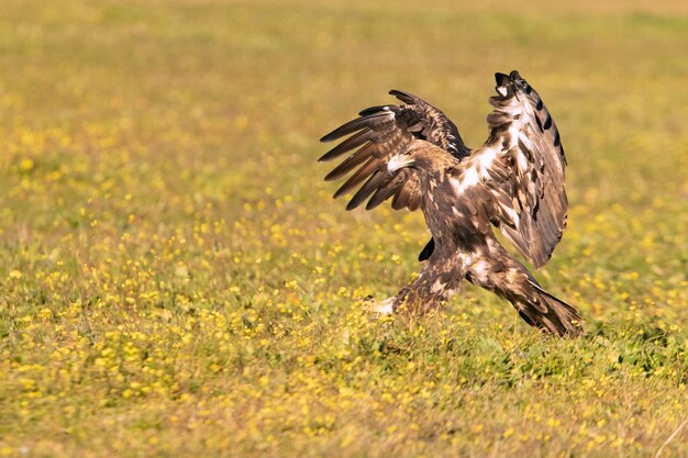 Aigle Impérial Espagnol Mâle De Cinq Ans Volant Avec Les Lumières Du Lever Du Soleil Par Une Journée D'hiver Ensoleillée