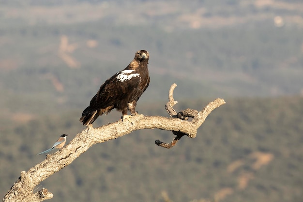 Aigle impérial espagnol mâle à son point de vue préféré sur son territoire aux premières lueurs