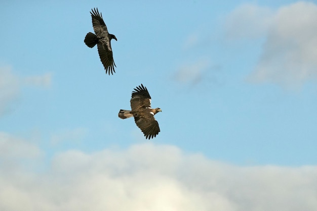 Aigle impérial espagnol mâle volant avec un corbeau commun dans une région montagneuse méditerranéenne