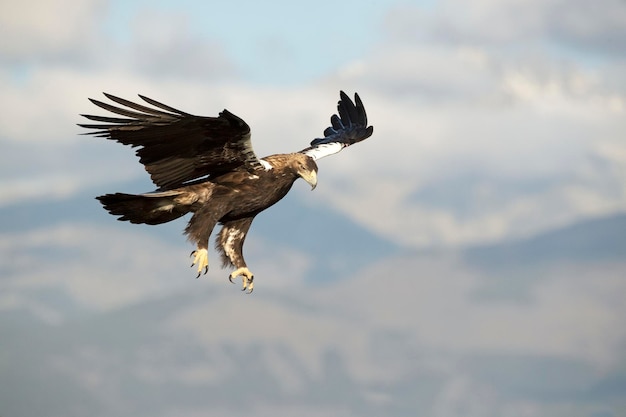 Aigle impérial espagnol mâle volant sur son territoire aux premières lueurs d'un jour de janvier