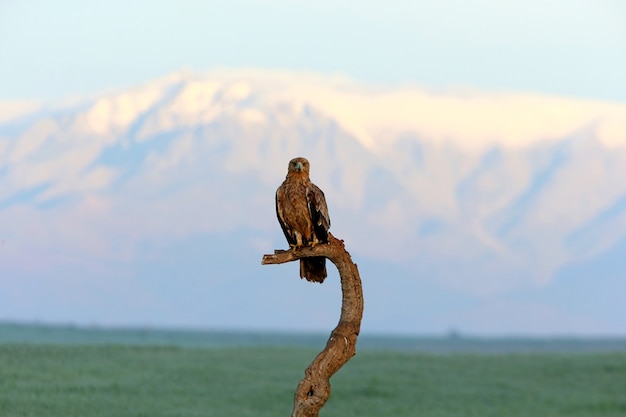 Aigle impérial espagnol avec les premiers rayons de l'aube par une froide journée d'hiver