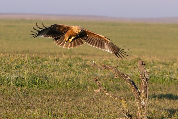 Aigle impérial espagnol volant avec les premiers rayons de l'aube par une froide journée d'hiver