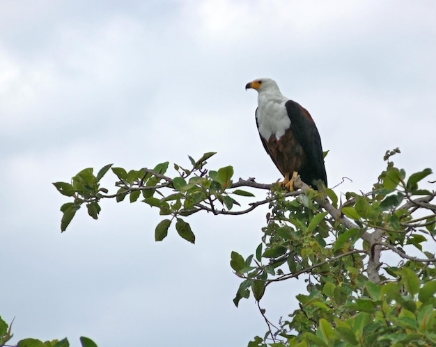 l'aigle de mer africain au sommet d'un arbre