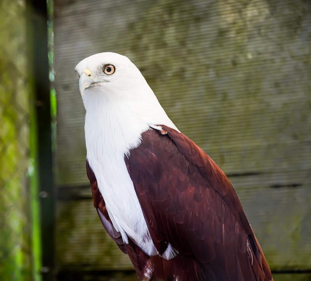 Aigle de mer brun et blanc