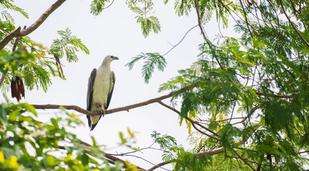 Aigle de mer à poitrine blanche perché sur une branche d'arbre près du réservoir Kumbichchan Kulama isolé sur un ciel blanc