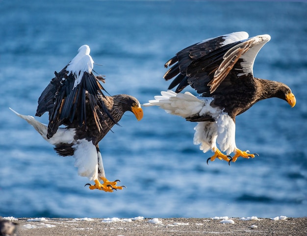 Aigle de mer de Steller sur asphlat