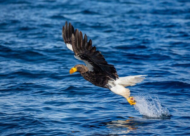 L'aigle de mer de Steller dans la nature