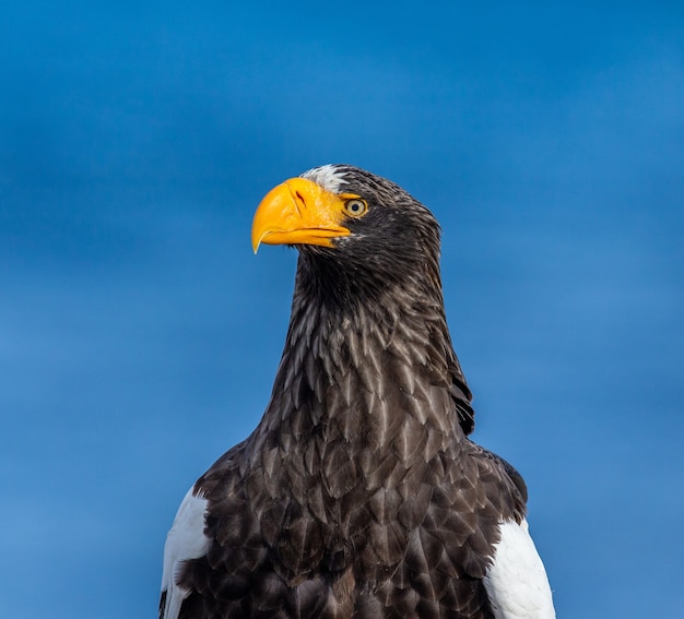 L'aigle de mer de Steller dans la nature