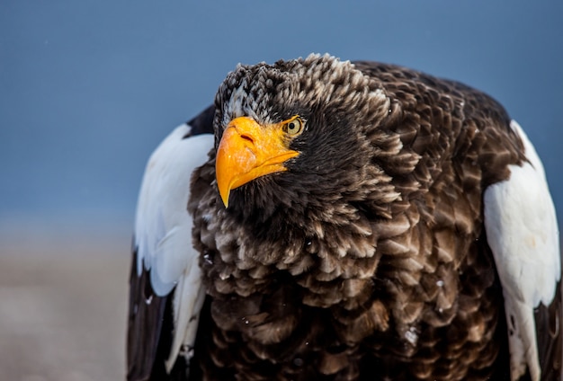 L'aigle de mer de Steller dans la nature