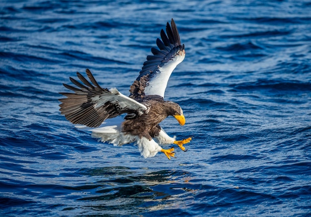 Aigle de mer de Steller en vol