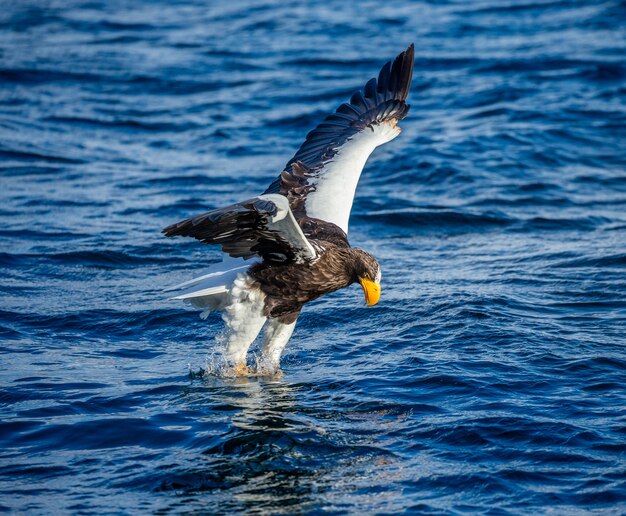 Aigle de mer de Steller en vol