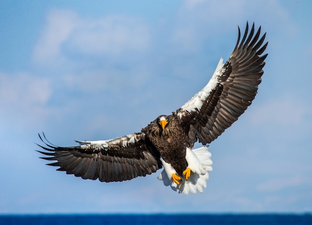 Aigle de mer de Steller en vol