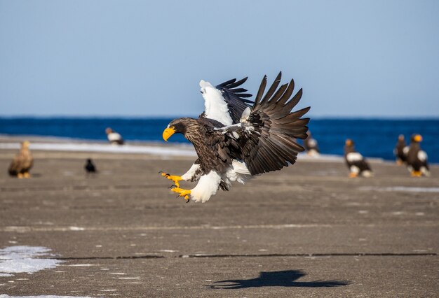 Photo aigle de mer de steller en vol