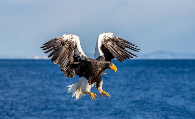 Aigle de mer de Steller en vol