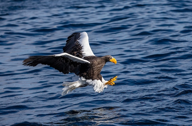 Aigle de mer de Steller en vol