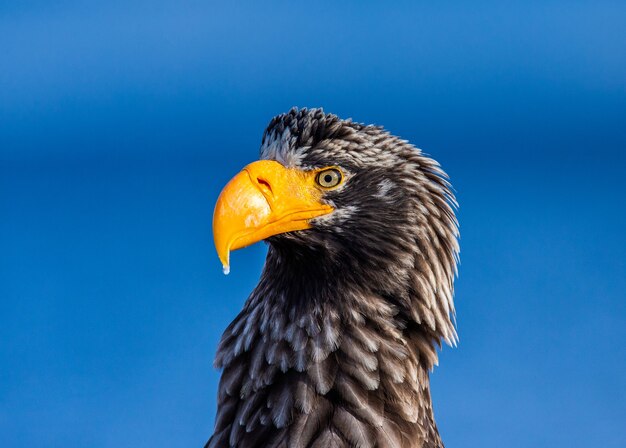 Aigle de mer de Steller en vol