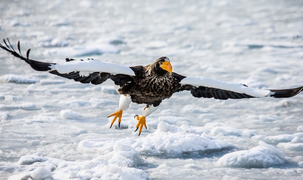 L'aigle de mer de Steller vole au-dessus de la mer. Japon. Hakkaydo. Péninsule de Shiretoko. Parc national de Shiretoko.