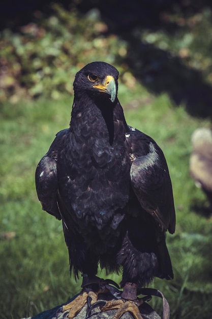 Aigle noir à pic jaune