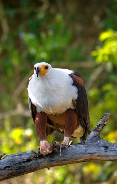 L'aigle pêcheur africain est assis sur une branche avec un poisson dans ses griffes. Afrique de l'Est. Ouganda.