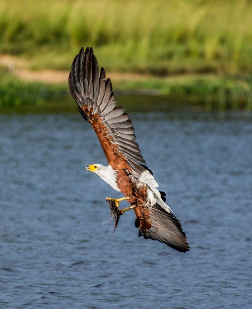 Photo aigle pêcheur africain en vol avec le poisson dans ses griffes. afrique de l'est. ouganda.