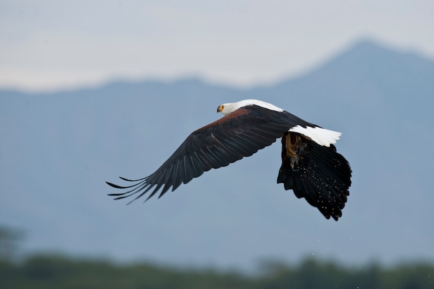 Aigle poisson africain, voler