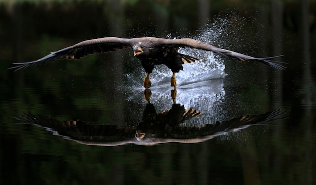 Aigle à queue blanche volant au-dessus de l'eau