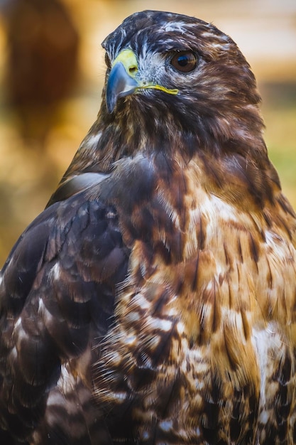 aigle, rapace diurne au beau plumage et au bec jaune