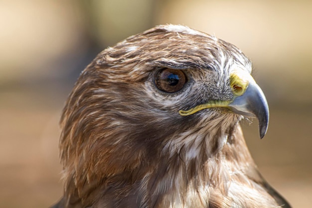 aigle, rapace diurne au beau plumage et au bec jaune