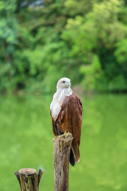 Aigle rouge Thaïlande assis sur une branche d&#39;arbre et de la nature verte