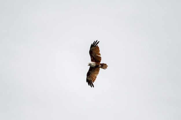 Aigle rouge voler sur le ciel dans la nature à la Thaïlande