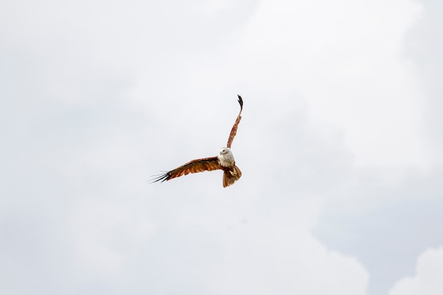 Aigle rouge voler sur le ciel dans la nature à la Thaïlande
