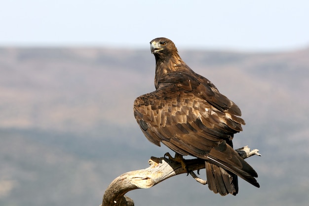 Aigle royal, aigles, oiseaux