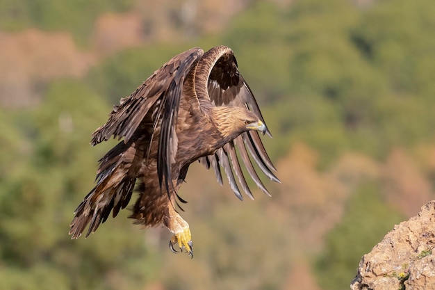 Aigle royal (Aquila chrysaetos homeyeri) Cordoue, Espagne