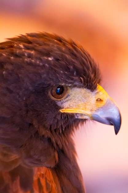 Aigle royal (Aquila chrysaetos)