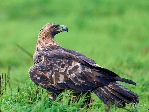 Aigle royal Aquila chrysaetos