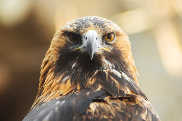 Aigle royal assis sur la branche. Portrait de l&#39;aigle royal Oiseau de chasse