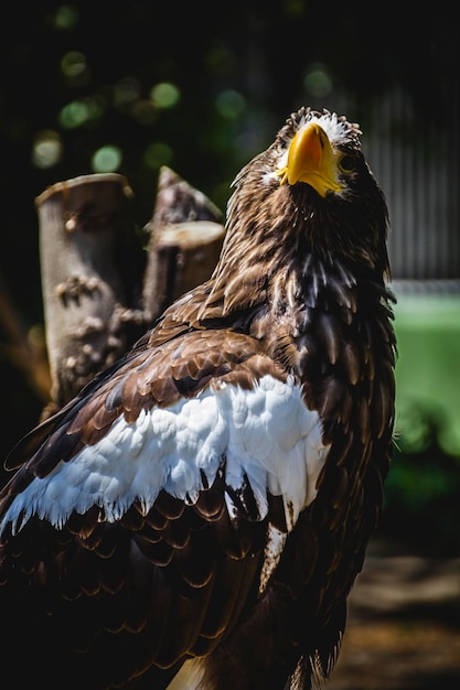 Aigle royal espagnol dans une foire médiévale de rapaces