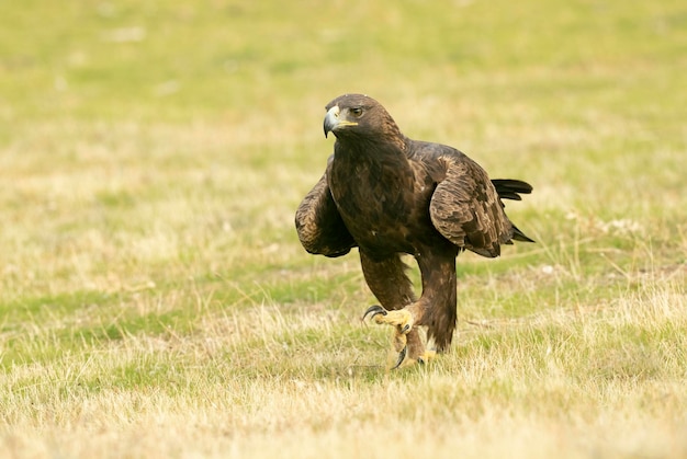 Aigle royal femelle adulte dans une région montagneuse de la Méditerranée avec la première lumière de l'aube en automne