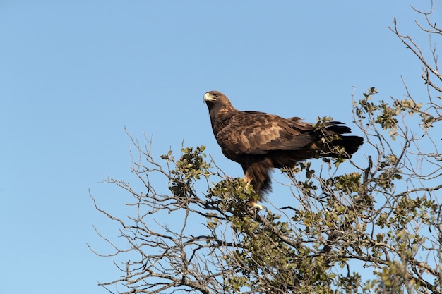 Aigle royal femelle adulte dans son chêne préféré avec les premières lueurs de l'aube