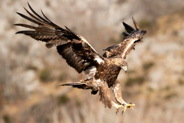 Aigle royal mâle adulte atterrissant dans une région montagneuse avec la première lumière d'une froide journée d'hiver