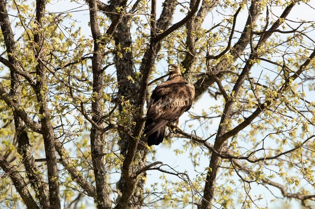 Aigle royal mâle adulte dans une forêt de chênes avec les premières lumières du matin