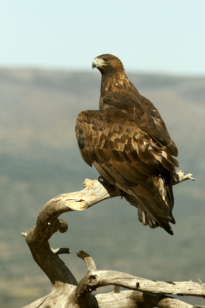 Aigle royal mâle adulte à la première lumière du jour, Aquila chrysaetos