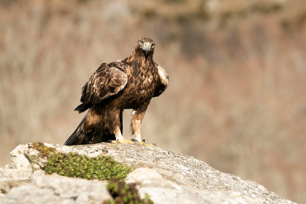 Aigle royal mâle adulte avec la première lumière du jour dans une région montagneuse de son territoire