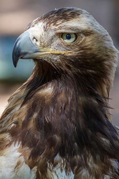 Aigle royal regardant autour. Un aigle royal majestueux admire son environnement depuis son emplacement au milieu de la végétation