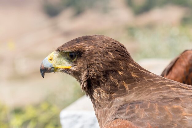 Aigle royal se reposant au soleil avec bec ouvert