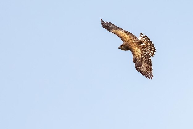 Aigle serpent à sabots courts ou Circaetus gallicus ailes ouvertes volant dans la forêt de Dadia Evros Grèce isolée