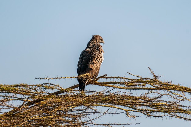 Photo aigle de la steppe ou aquila nipalensis en gros plan perché sur un arbre dans le fond bleu naturel du ciel pendant la migration d'hiver à la réserve de conservation de jorbeer à bikaner au rajasthan en inde et en asie