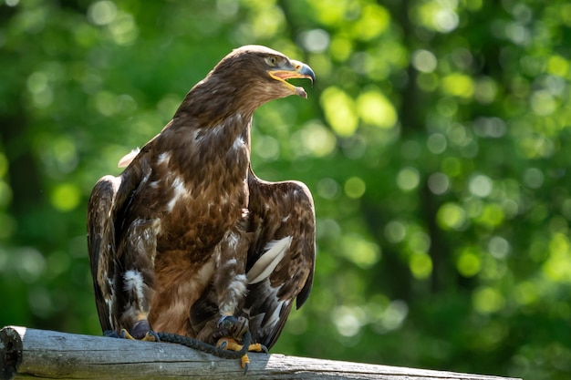 L'aigle des steppes est un oiseau de proie Aquila rapaxxA