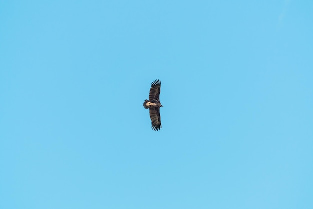 Aigle des steppes silhouette volant dans le ciel bleu